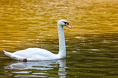 合作生存制作RPG《阴影笼罩》战斗内容预告片